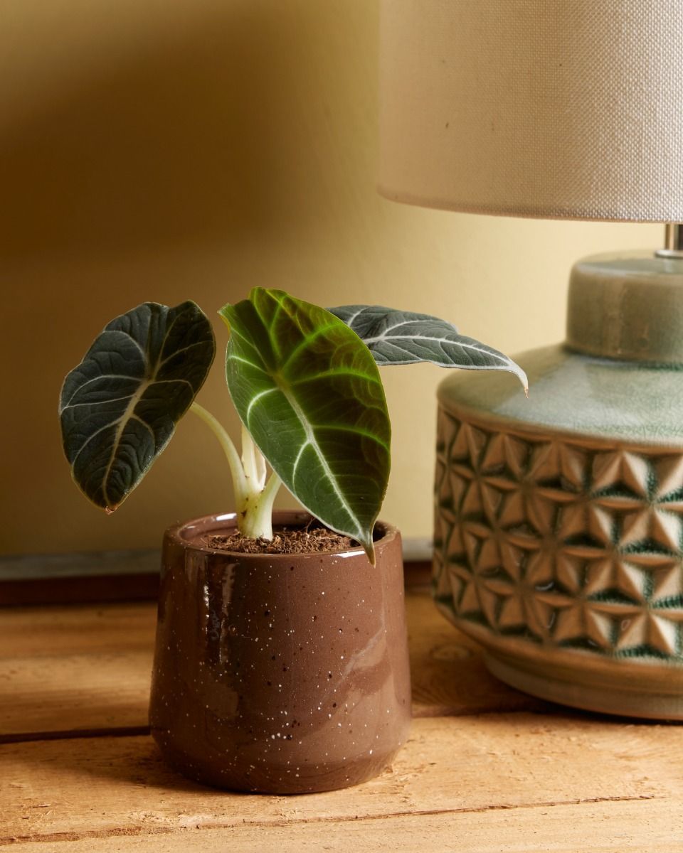 Bébé Alocasia Oreille d'éléphant Black Velvet