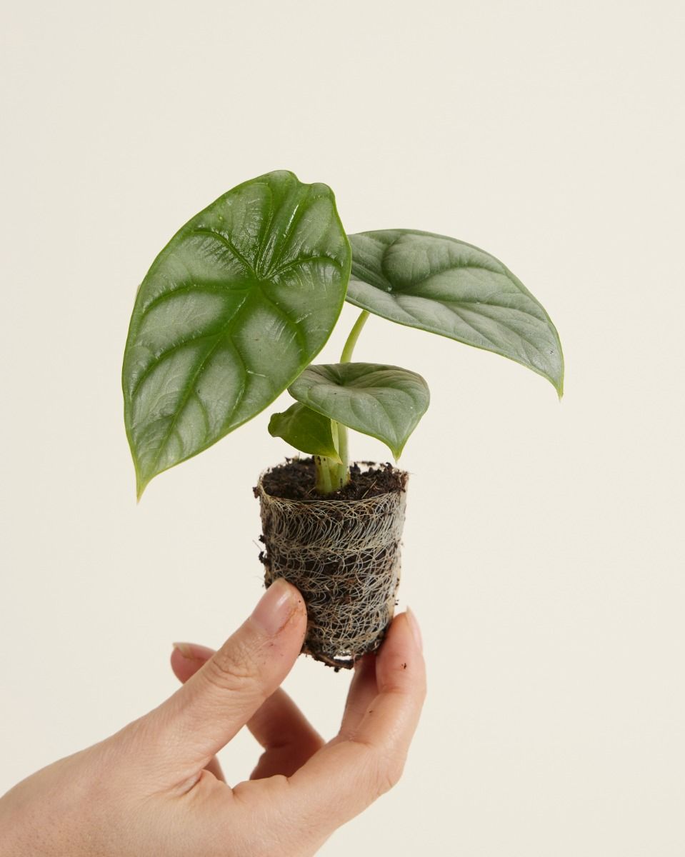 Baby Alocasia Elephant Ear Baginda Silver Dragon