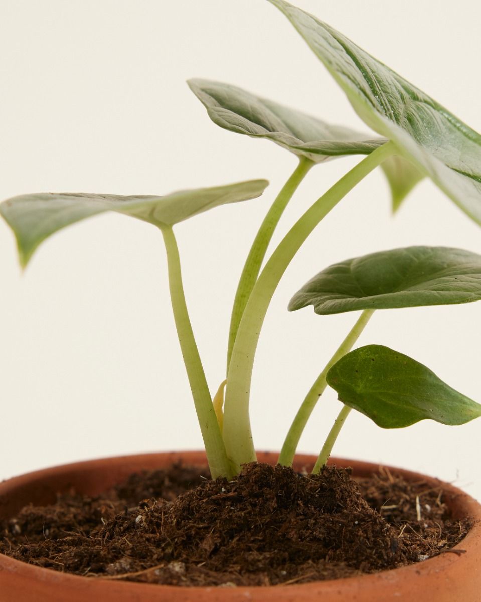 Baby Alocasia Olifantsoor Silver Dragon