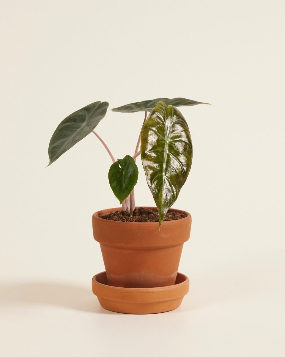 Baby Alocasia Elefantenohr Pink Dragon