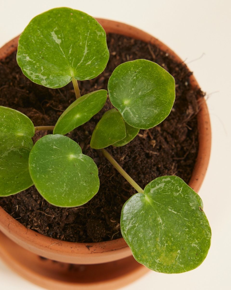 Bébé Pilea Peperomioides Plante à monnaie chinoise Sugar®
