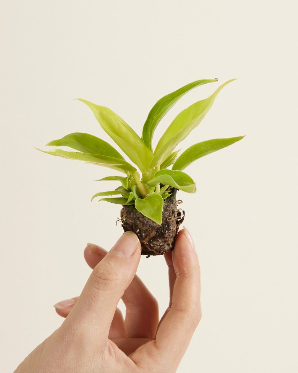 Bébé Philodendron Moonlight