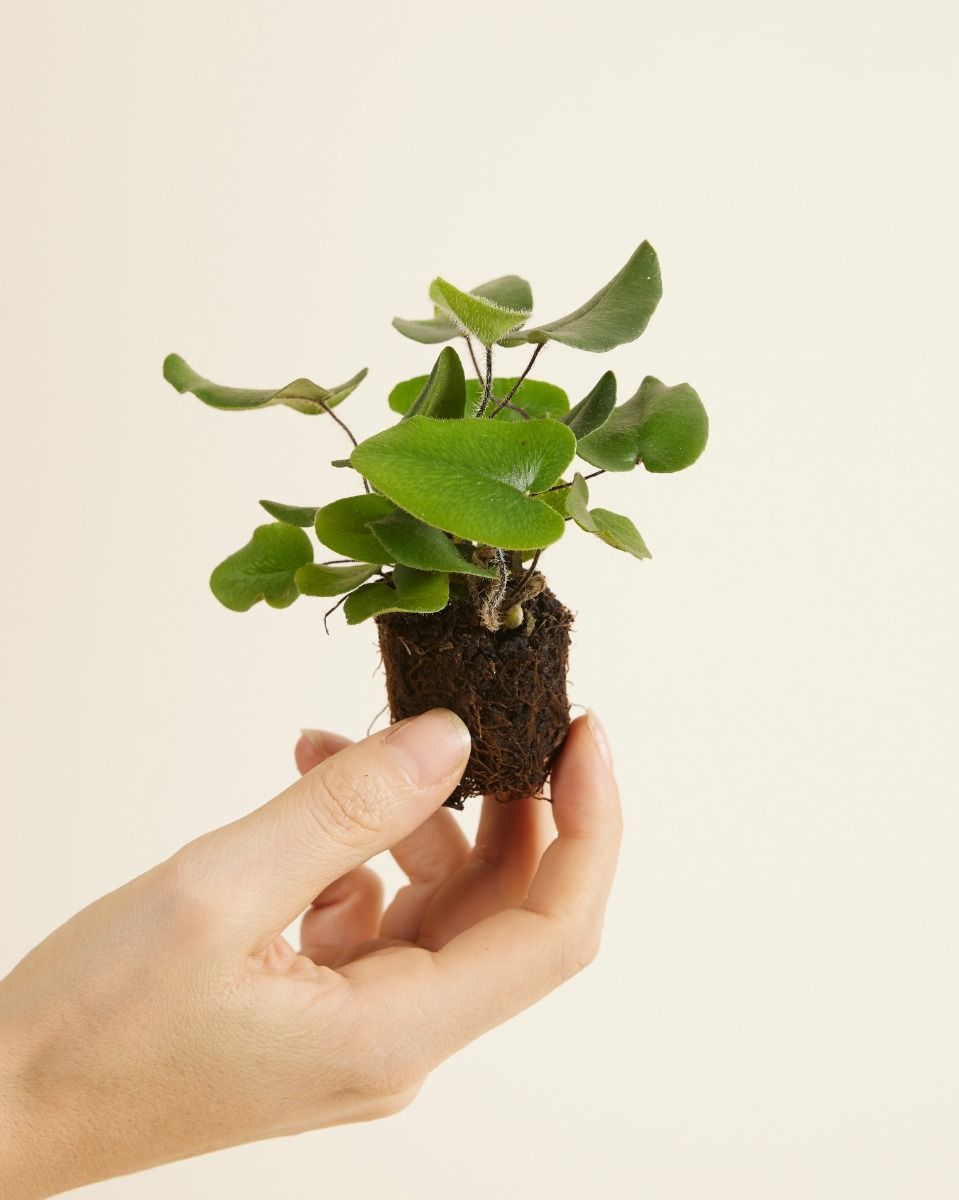 Baby Hemionitis Arifolia