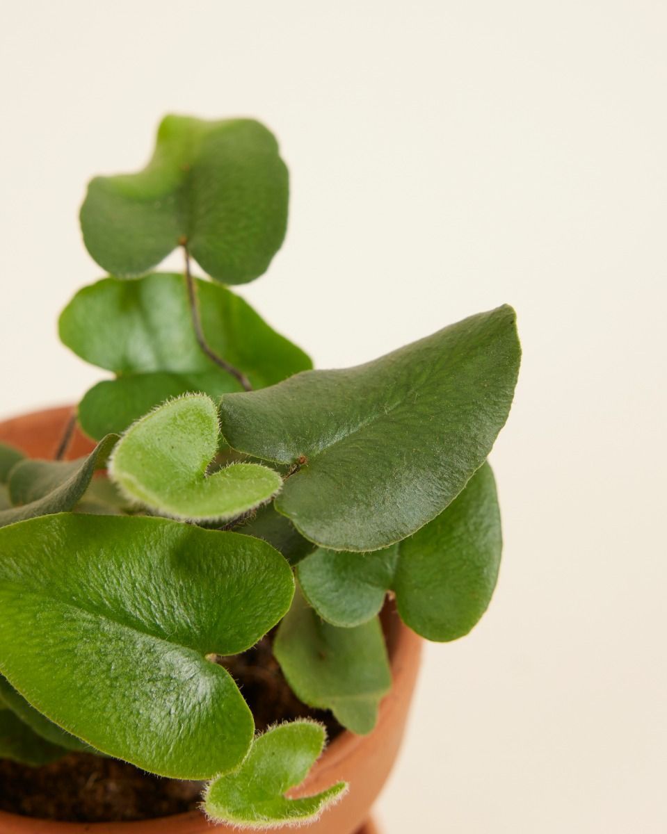 Baby Hemionitis Arifolia