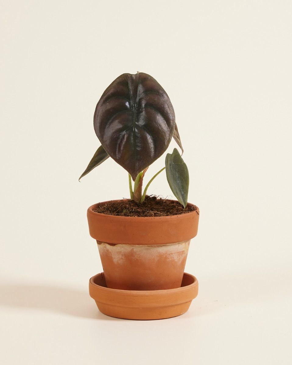 Bébé Alocasia Oreille d'éléphant Red Secret