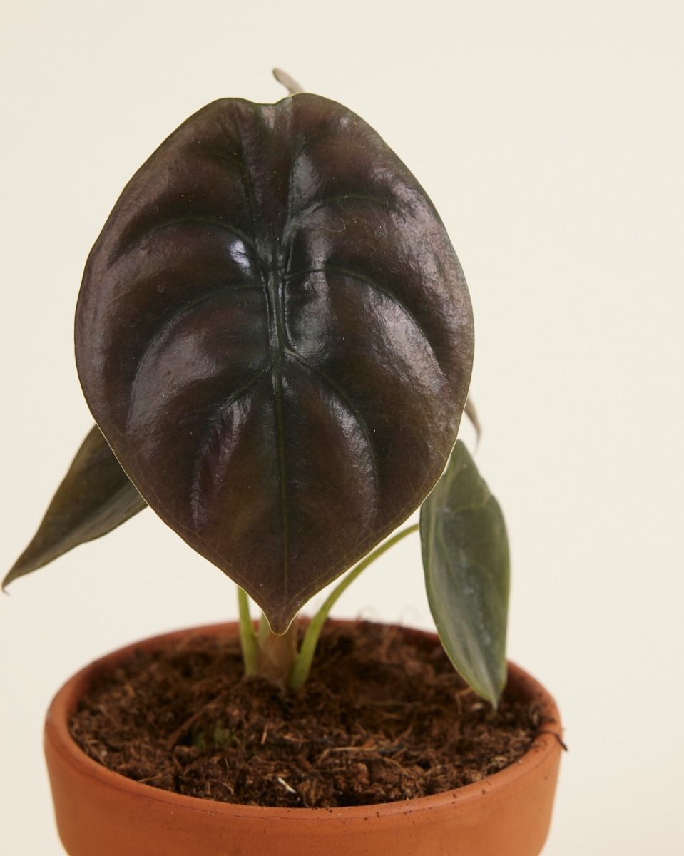 Bébé Alocasia Oreille d'éléphant Red Secret