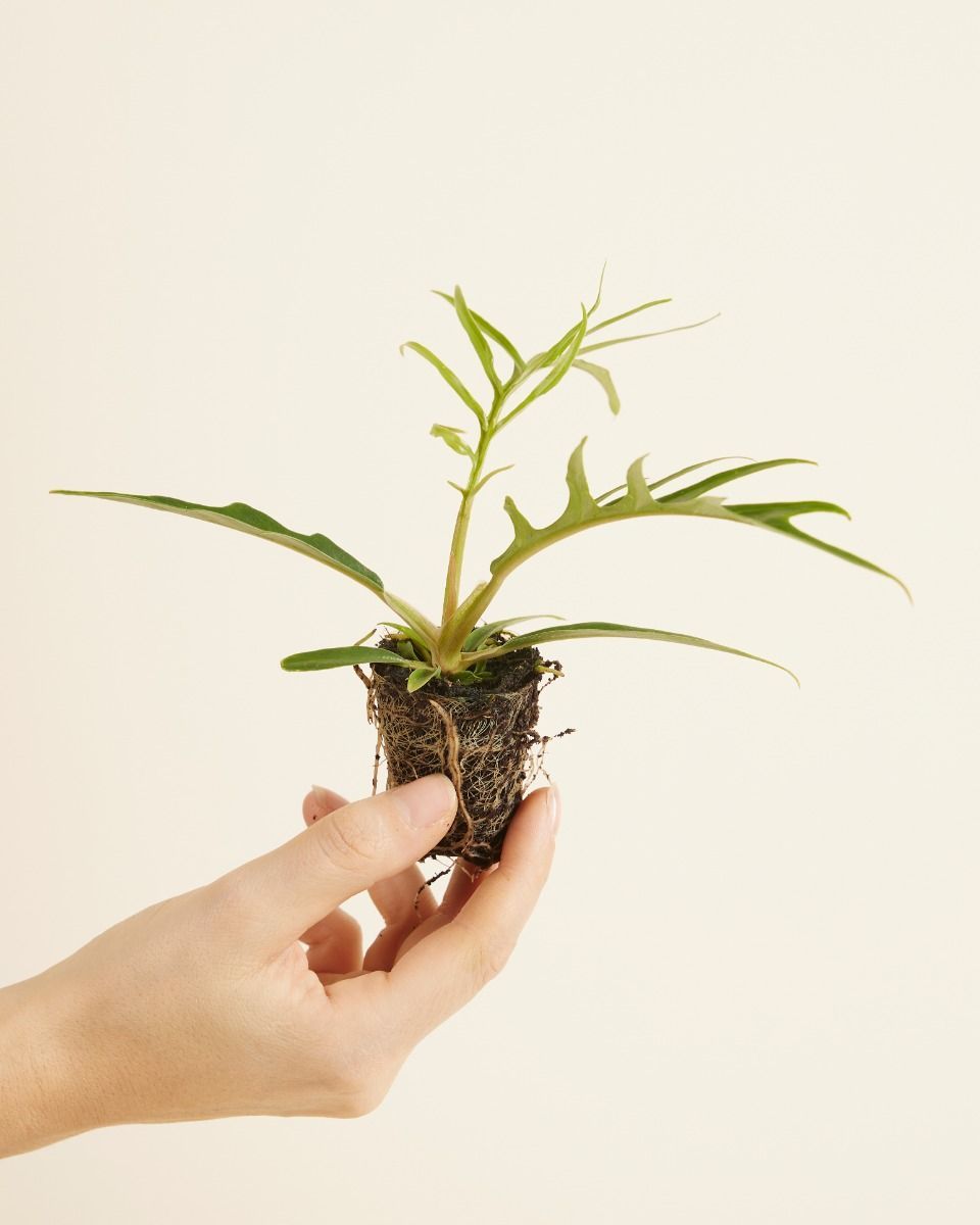 Baby Philodendron Baumfreund Tortum
