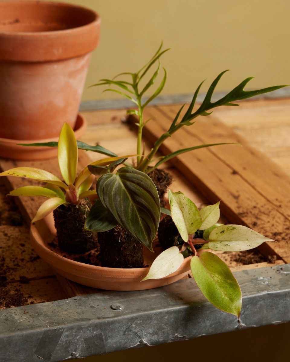 Baby Philodendron Tortum