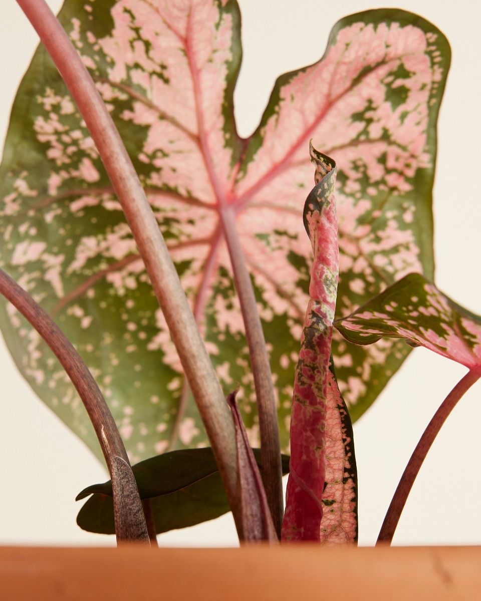 Baby Caladium Kaladie Caladium Tuber - Pink Beauty