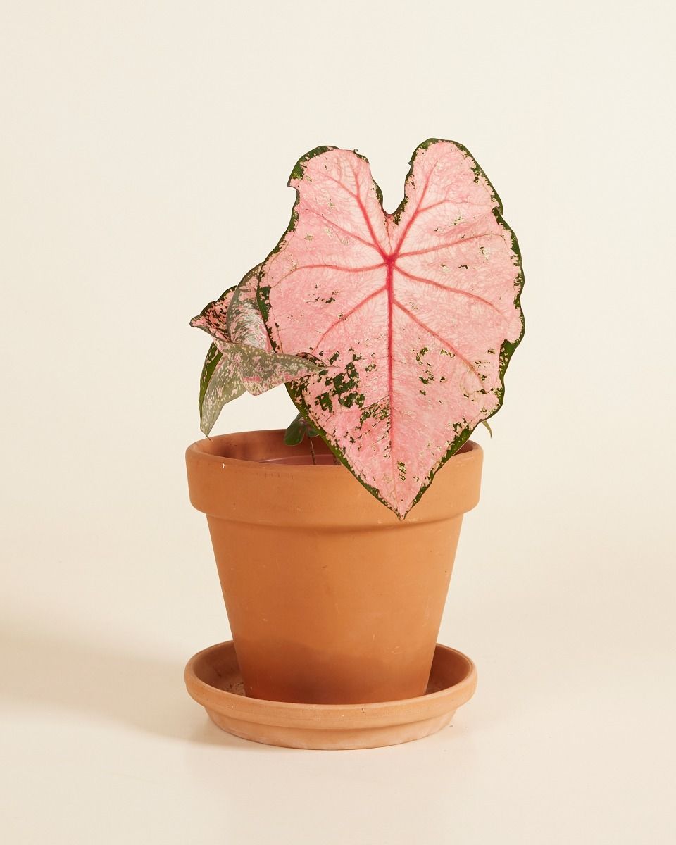 Bébé Caladium Angel wings Caladium Tuber - Pink Beauty