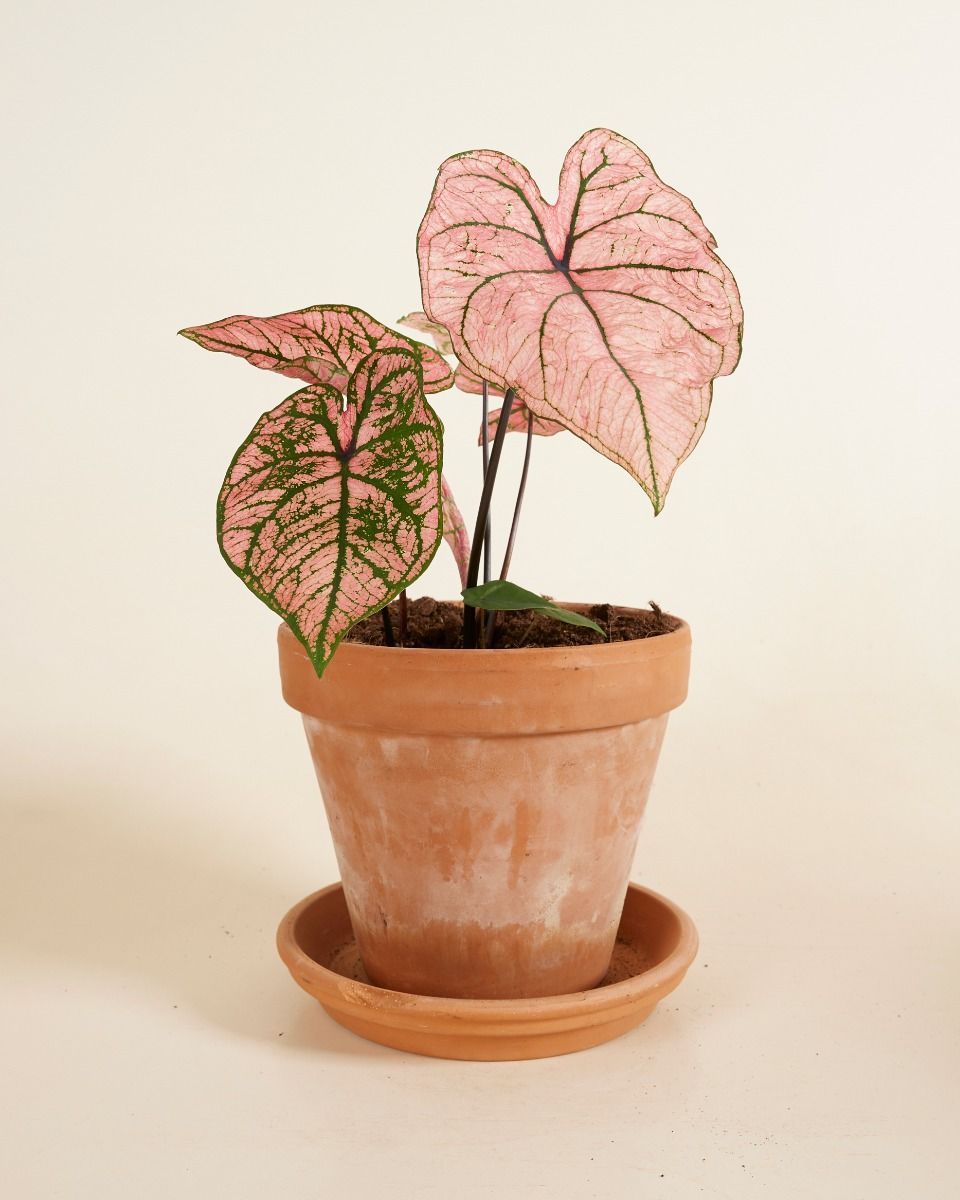Bébé Caladium Angel wings Caladium Tuber - Spring Fling