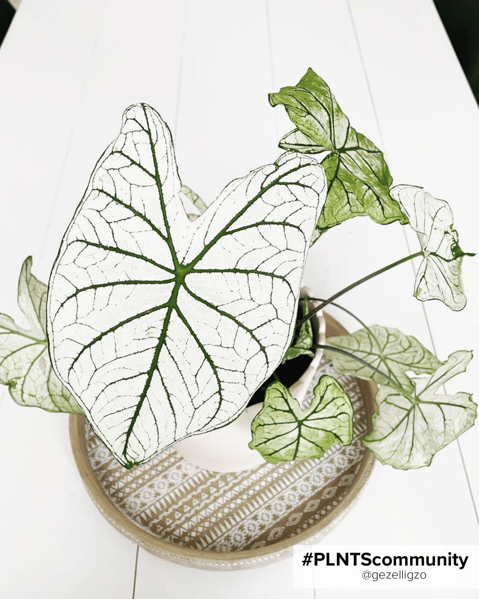 Baby Caladium Kaladie Caladium Tuber - White Christmas