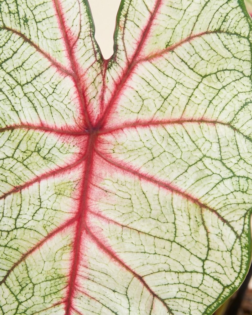 Baby Caladium Caladio Caladium Tuber - White Queen