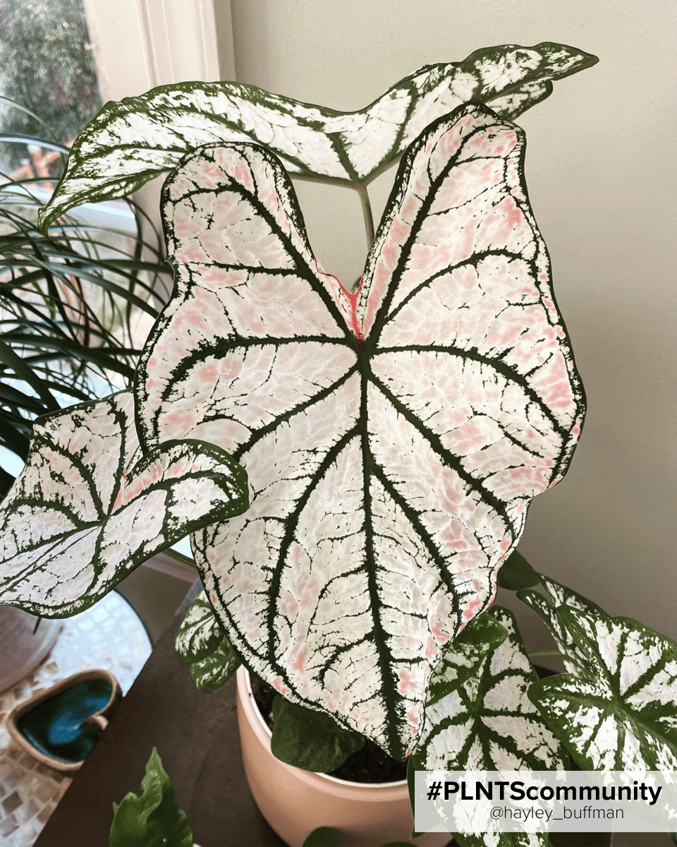 Baby Caladium Caladio Caladium Tuber - White Queen