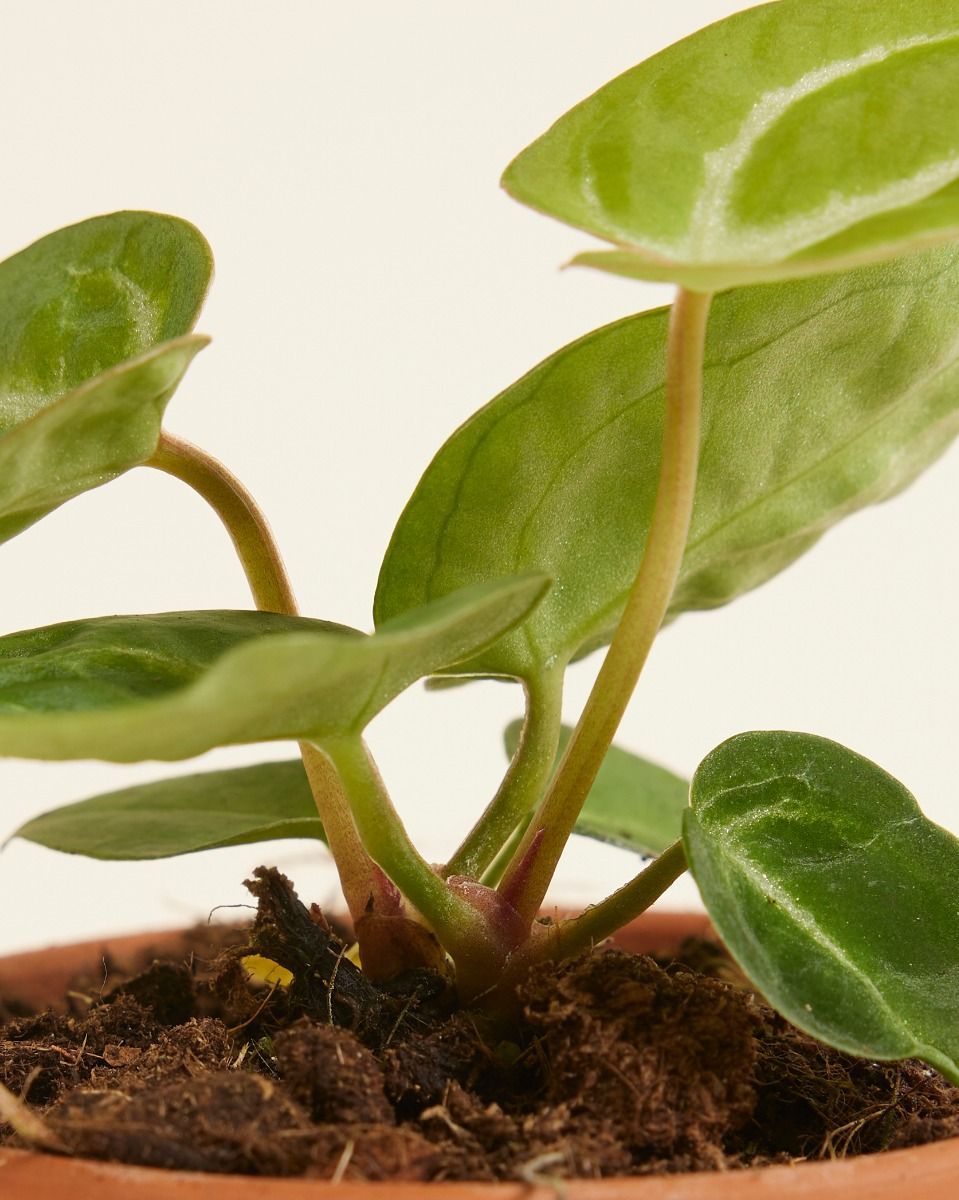 Baby Anthurium Flamingoplant Crystallinum
