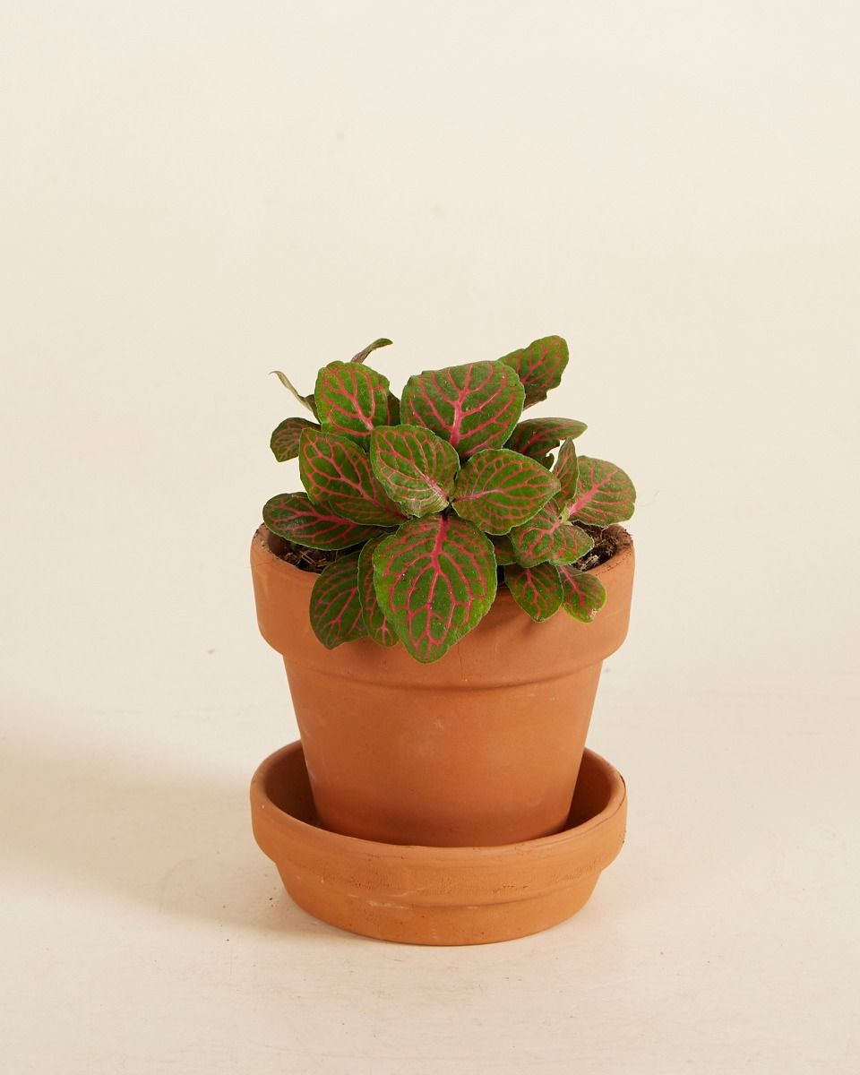 Baby Fittonia Nerve plant Verschaffeltii Forest Flame