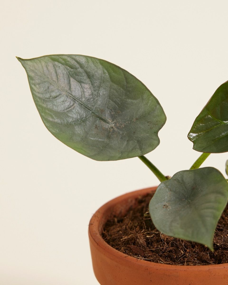 Baby Alocasia Elefantenohr Nebula