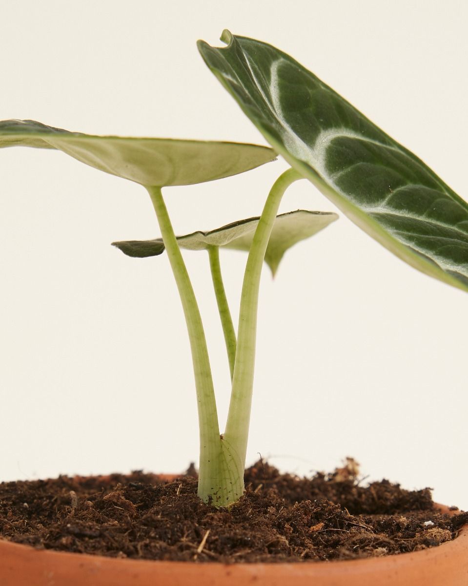 Bébé Alocasia Oreille d'éléphant Ninja