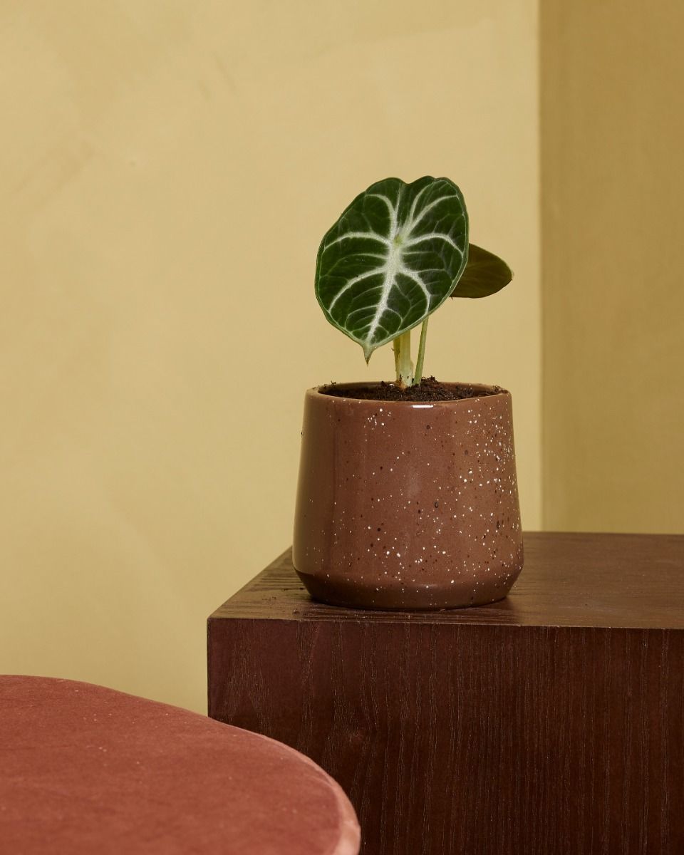 Bébé Alocasia Oreille d'éléphant Ninja