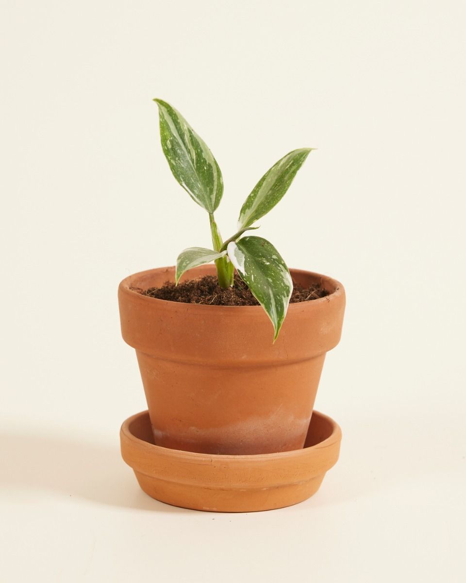 Baby Philodendron White Princess