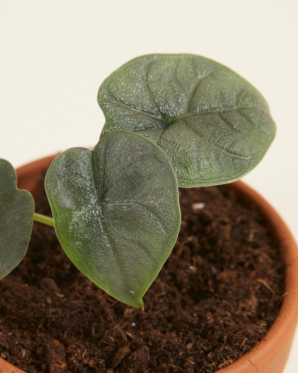 Baby Alocasia Elephant Ears Melo