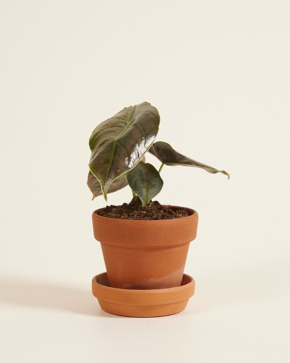 Baby Alocasia Orecchie di Elefante Azlanii