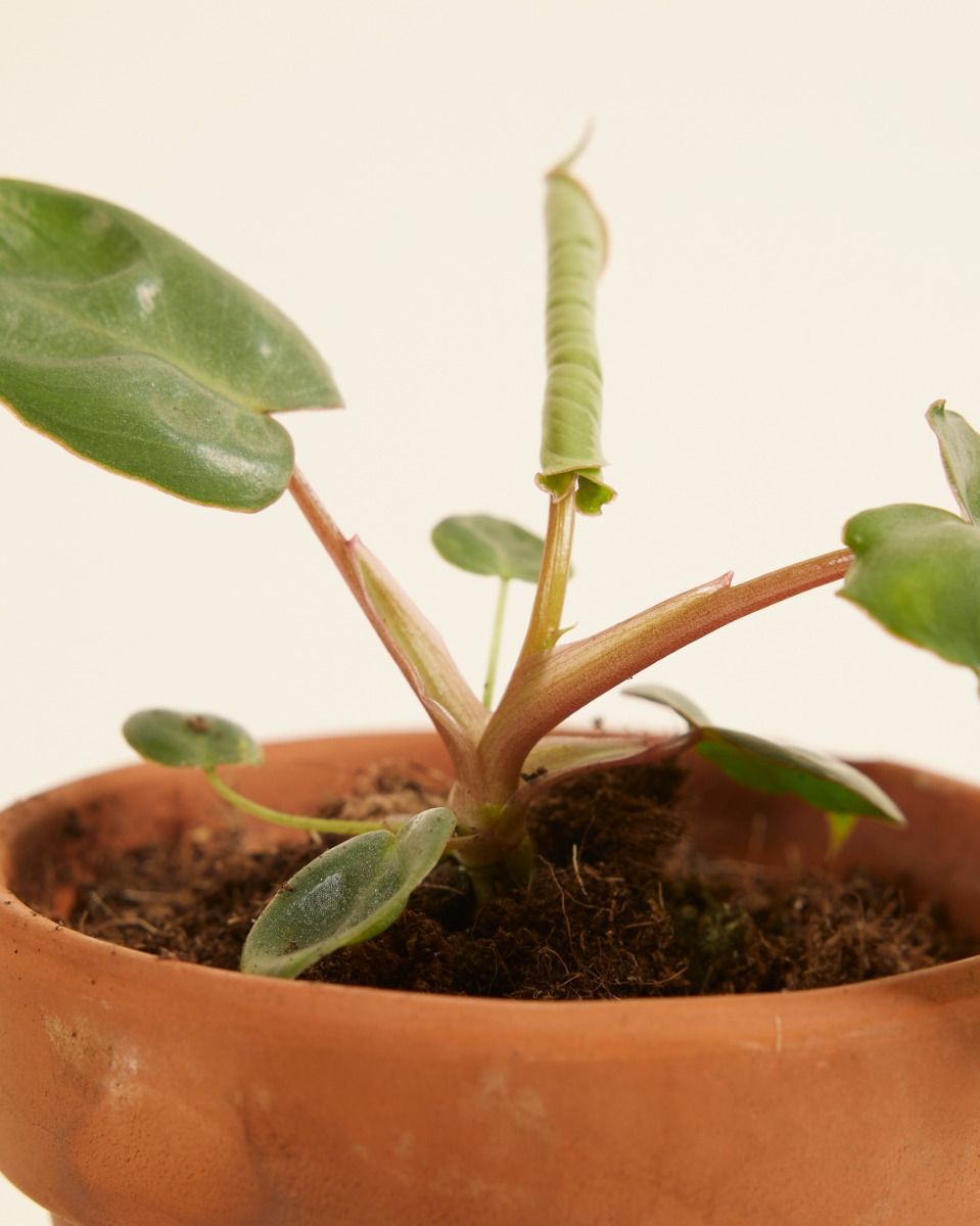 Bébé Philodendron Billietiae