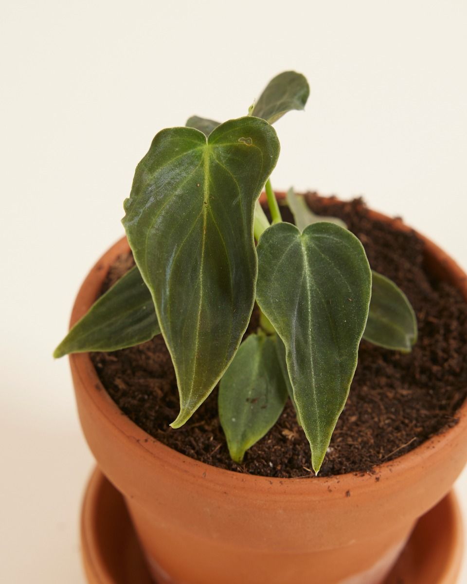 Baby Philodendron Baumfreund Splendid
