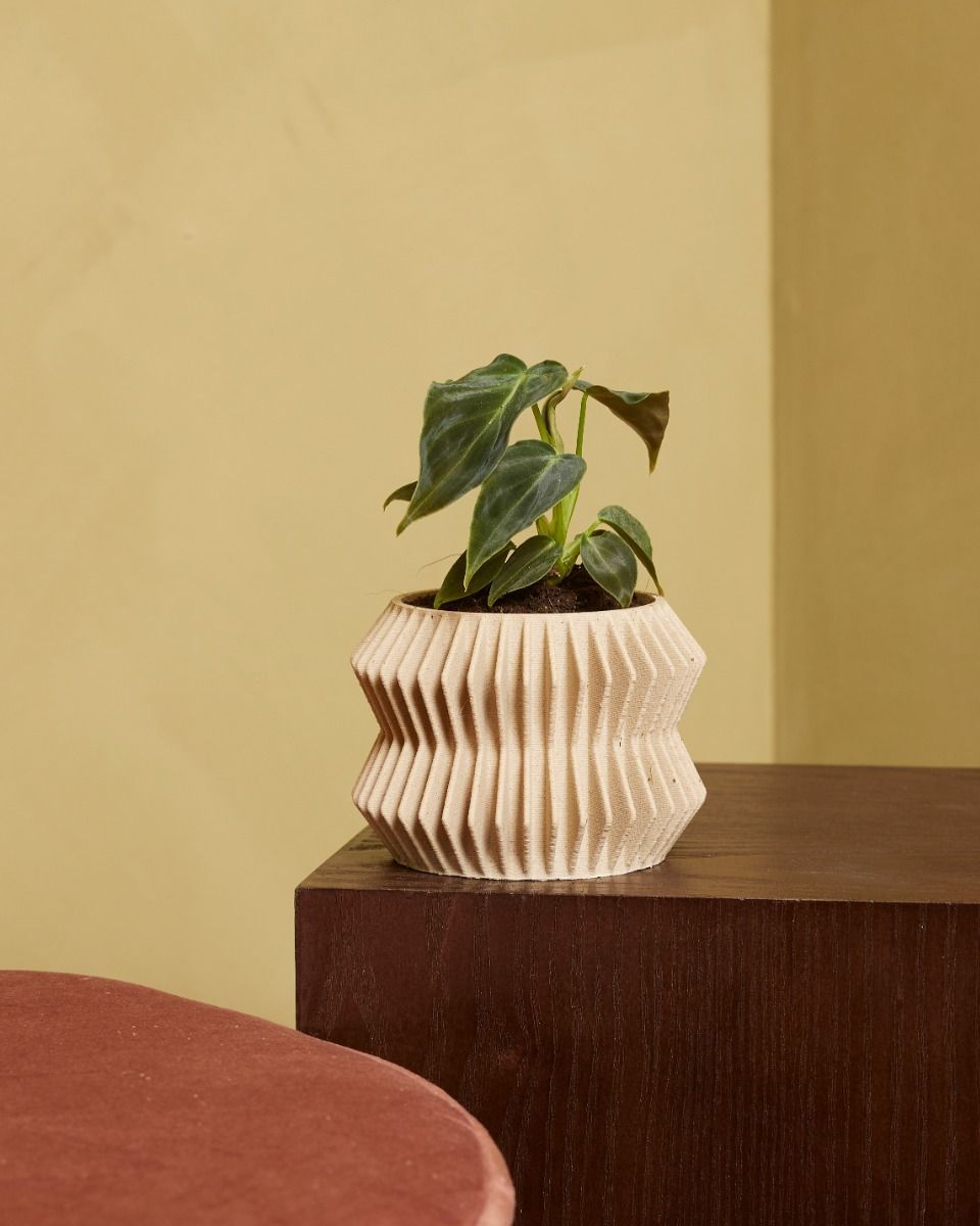 Baby Philodendron Baumfreund Splendid