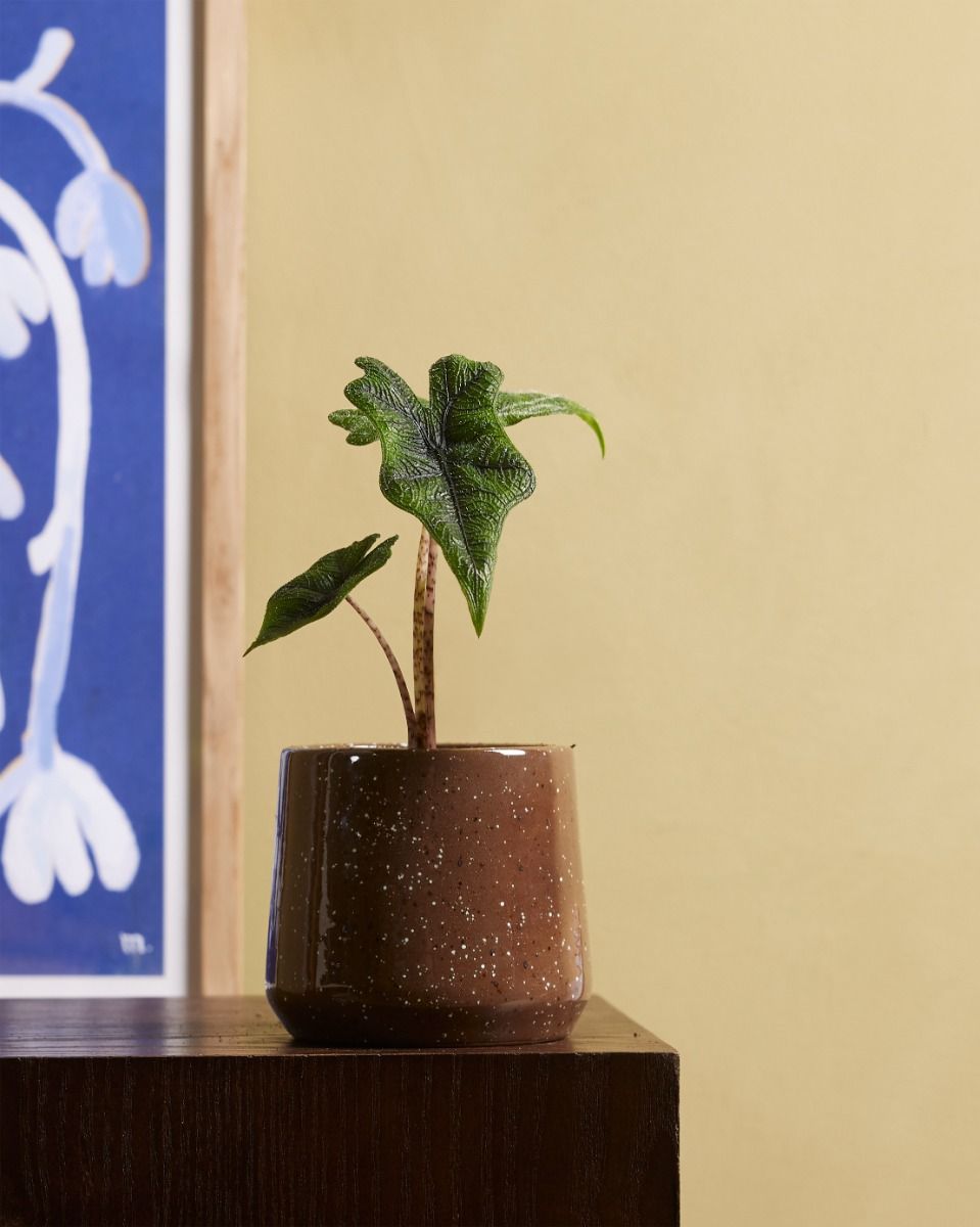 Bebé Alocasia Elephant Ears Jacklyn