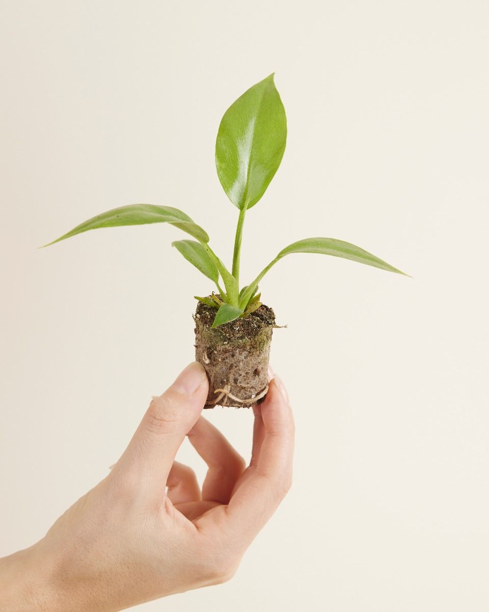 Baby Philodendron Filodendro Lacerum