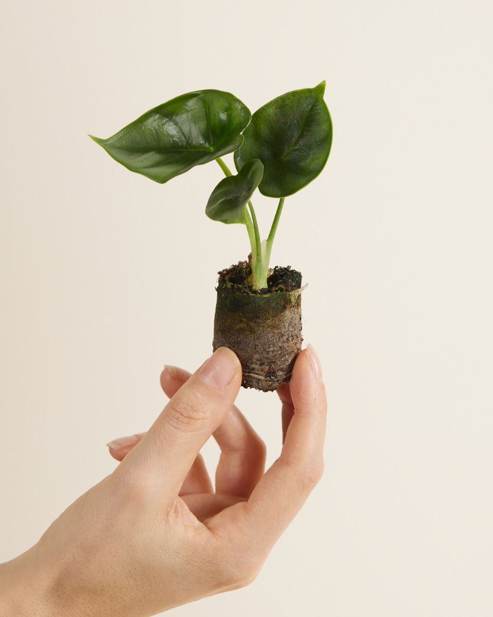 Bébé Alocasia Oreille d'éléphant Reversa
