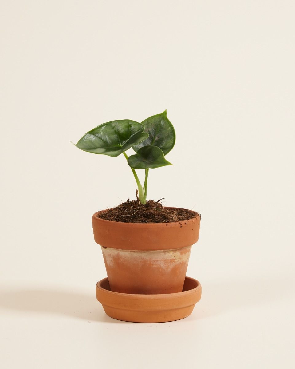 Bébé Alocasia Oreille d'éléphant Reversa