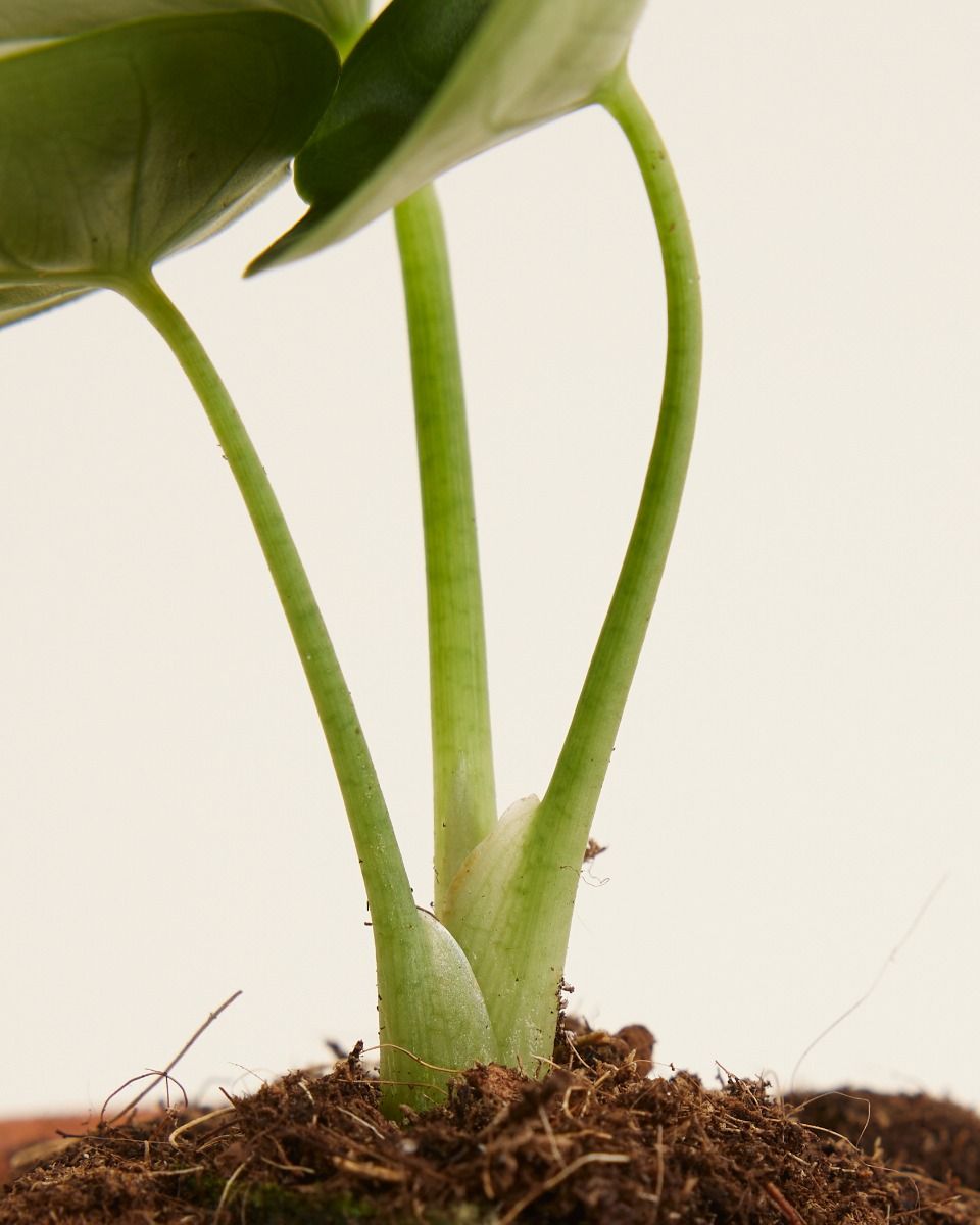 Bébé Alocasia Oreille d'éléphant Reversa