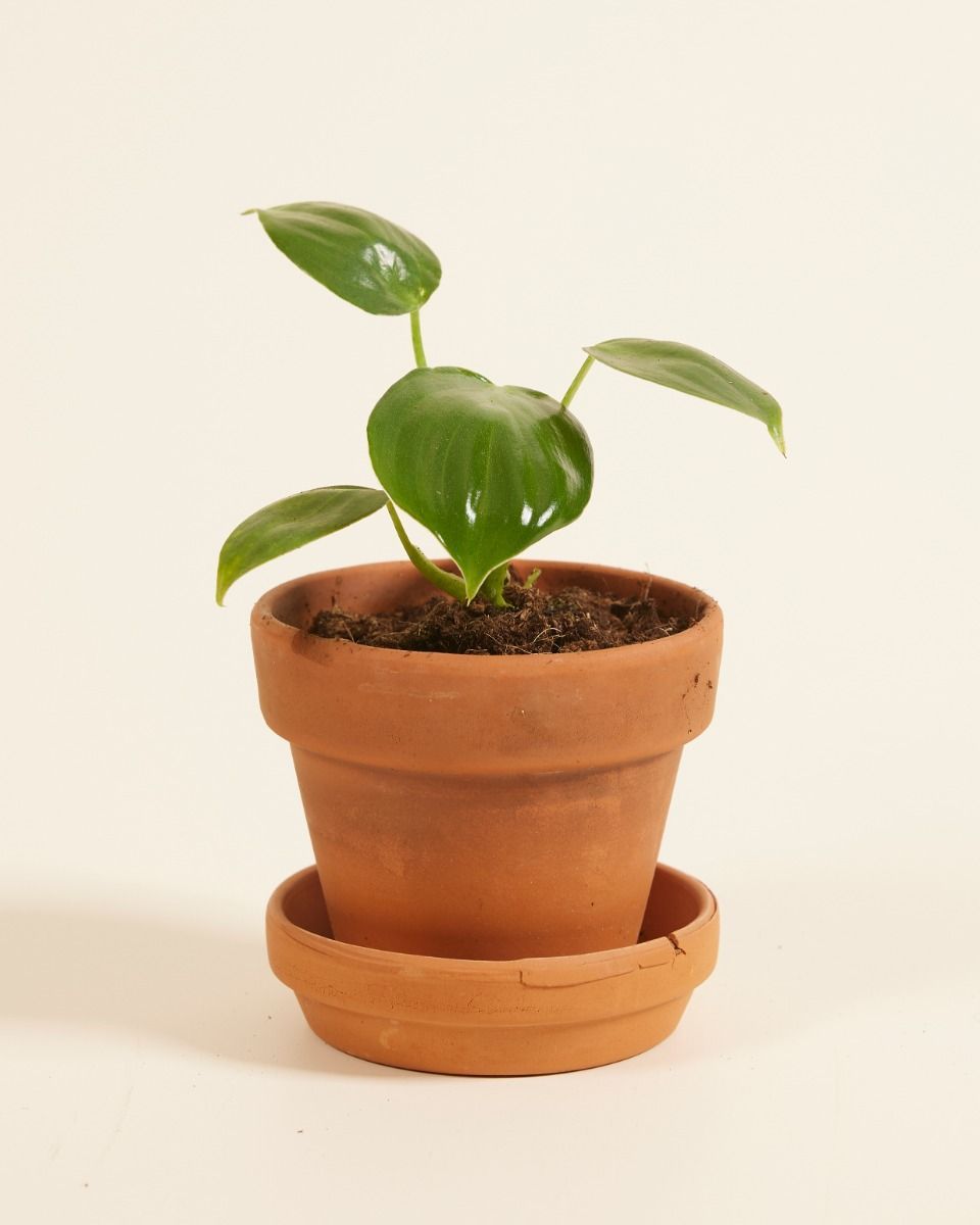 Baby Philodendron Filodendro Pittieri