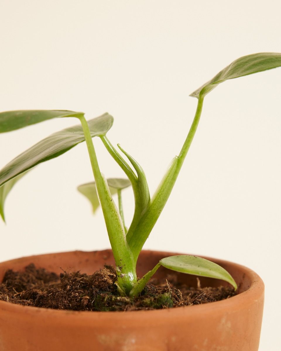 Baby Philodendron Filodendro Pittieri