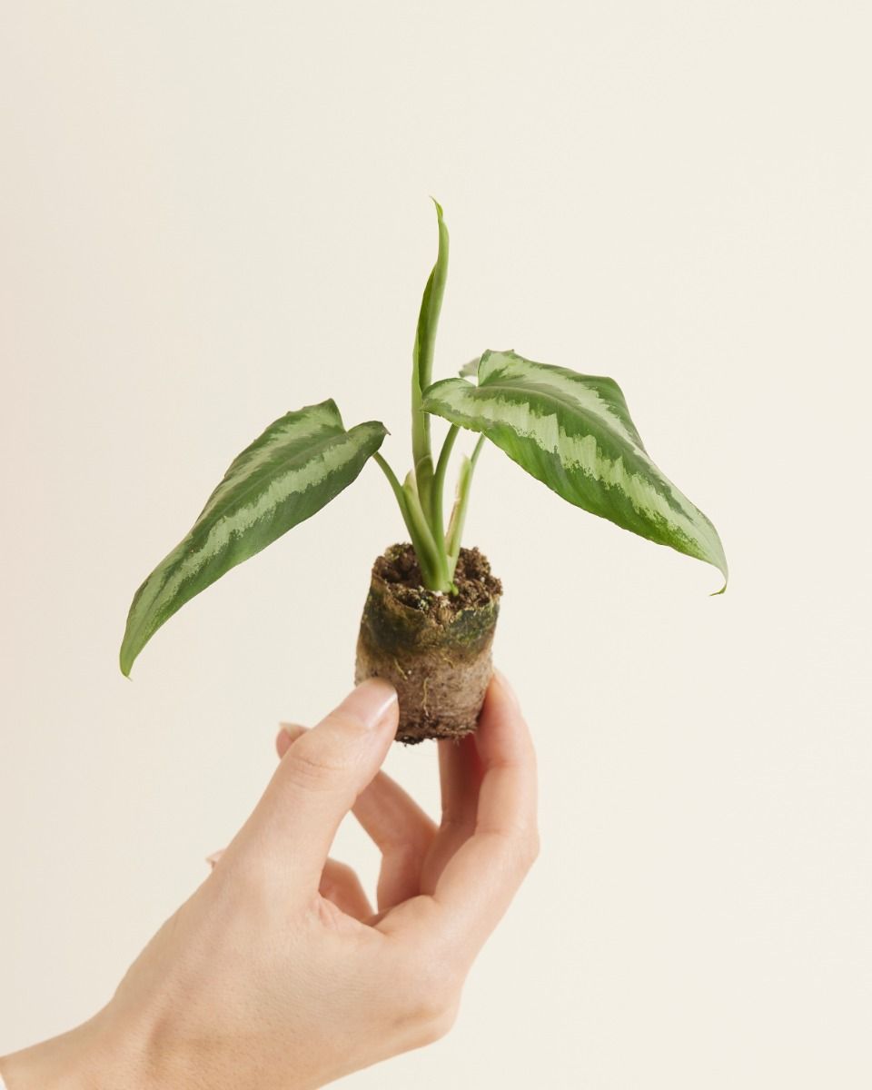 Bébé Schismatoglottis Wallichii