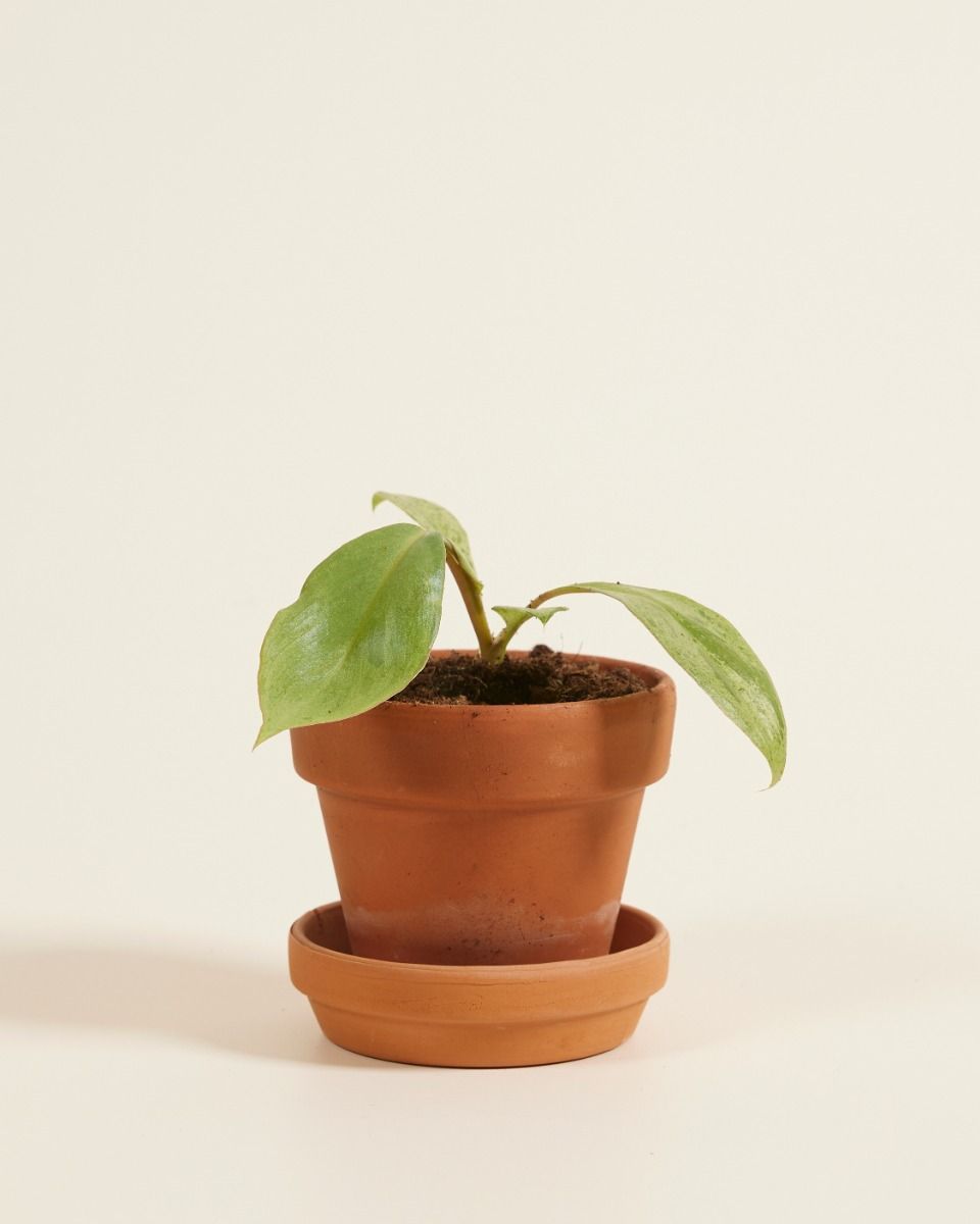 Baby Philodendron Baumfreund Paraiso Verde