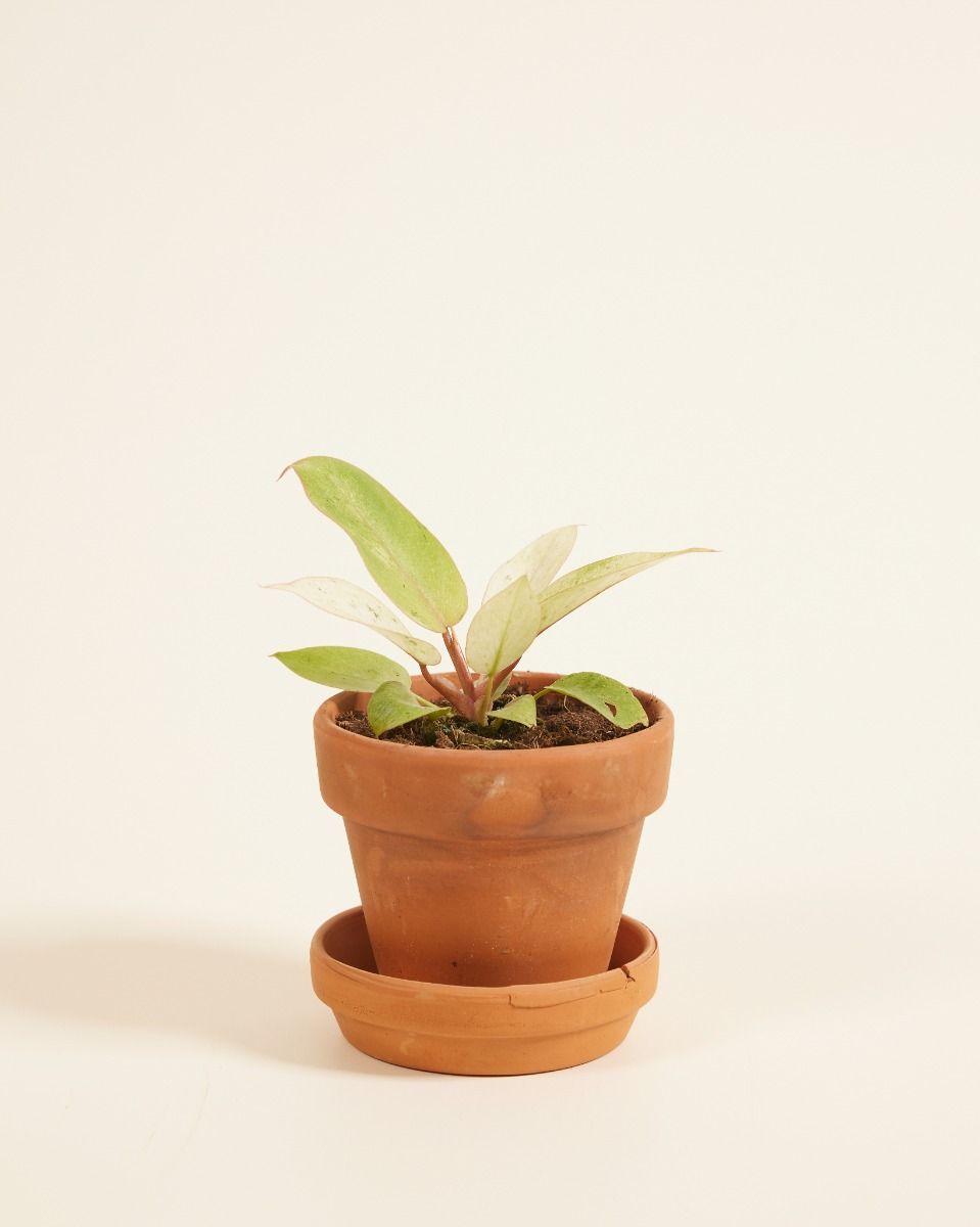 Bébé Philodendron Snowdrift