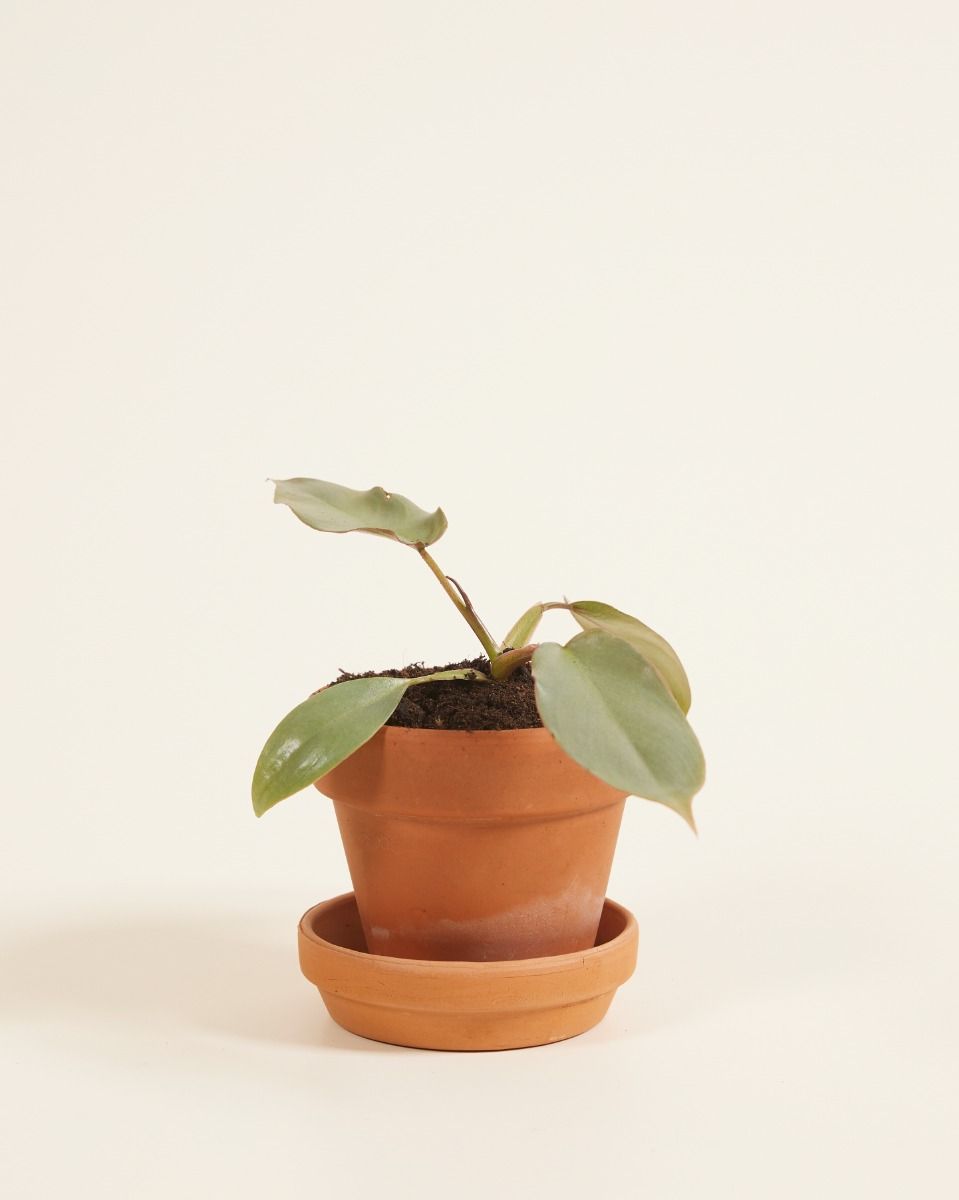 Baby Philodendron Filodendro Atabapoense