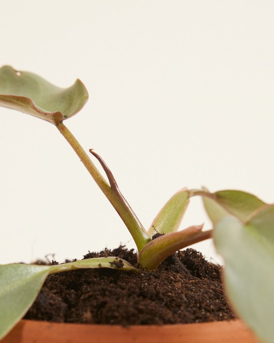 Baby Philodendron Filodendro Atabapoense