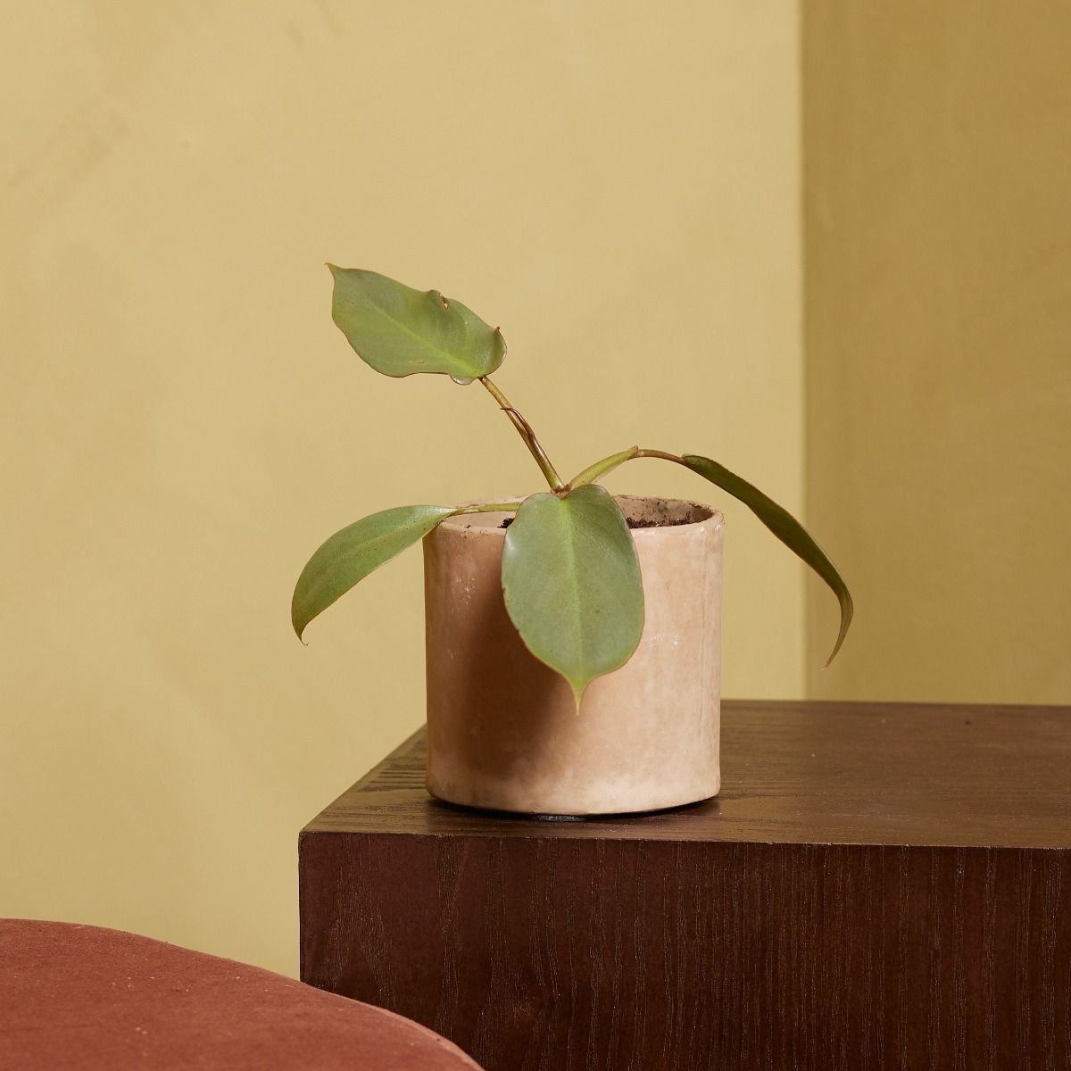 Baby Philodendron Filodendro Atabapoense