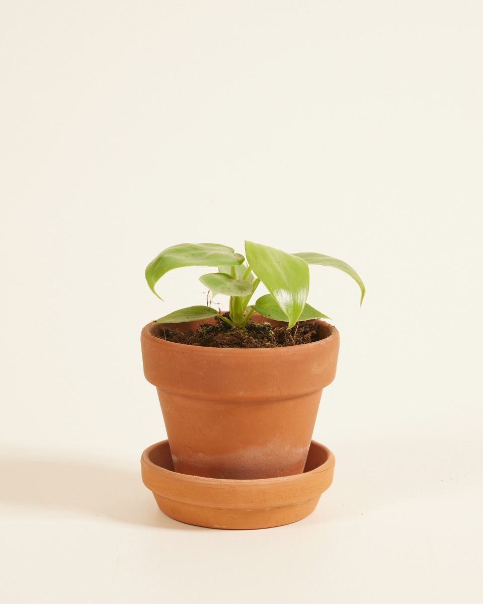Baby Philodendron Baumfreund Golden Violin