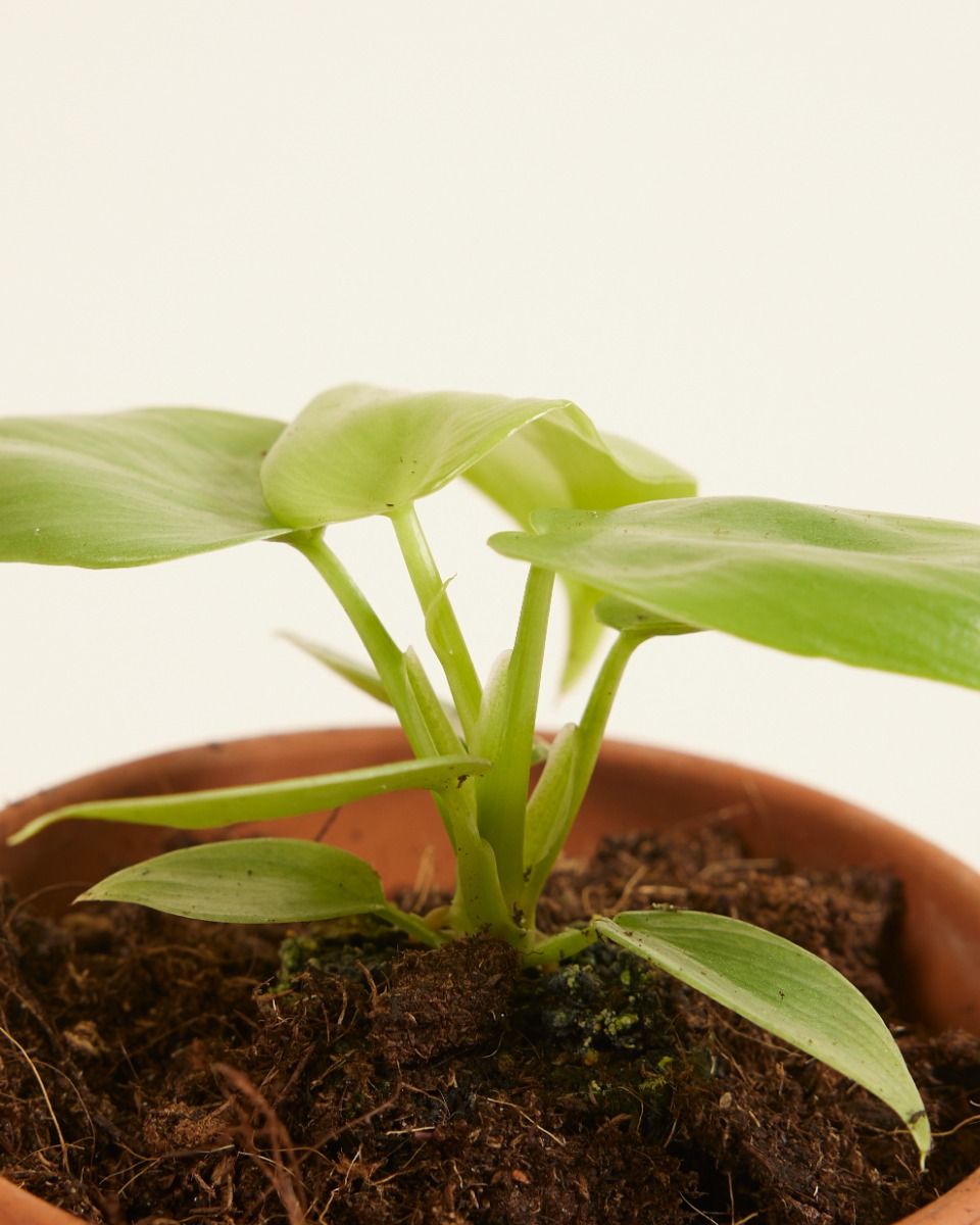 Baby Philodendron Baumfreund Golden Violin
