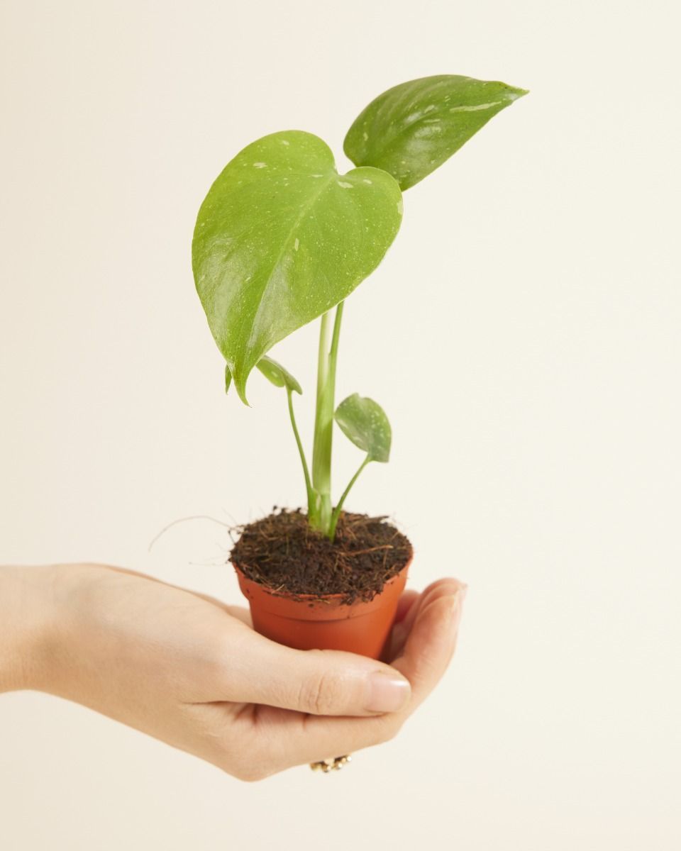 Bébé Monstera Plante-gruyère Thai Constellation (B-grade)