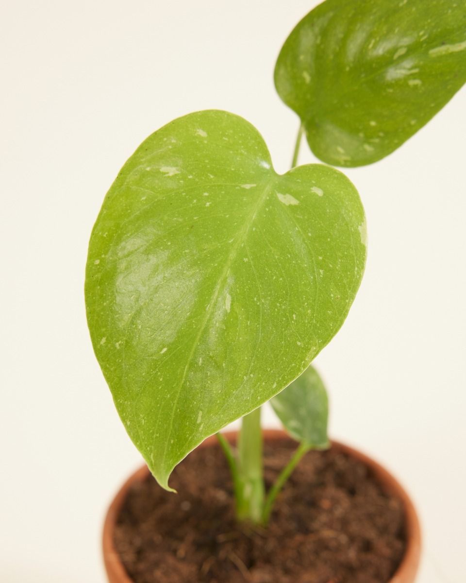 Baby Monstera Pianta del pane americana Thai Constellation (B-grade)