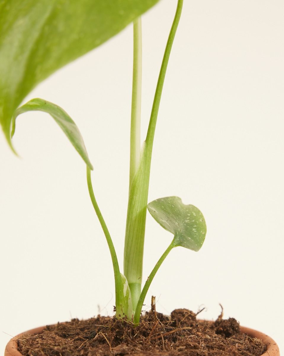 Baby Monstera Pianta del pane americana Thai Constellation (B-grade)