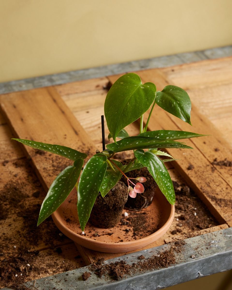 Baby Monstera Pianta del pane americana Thai Constellation (B-grade)