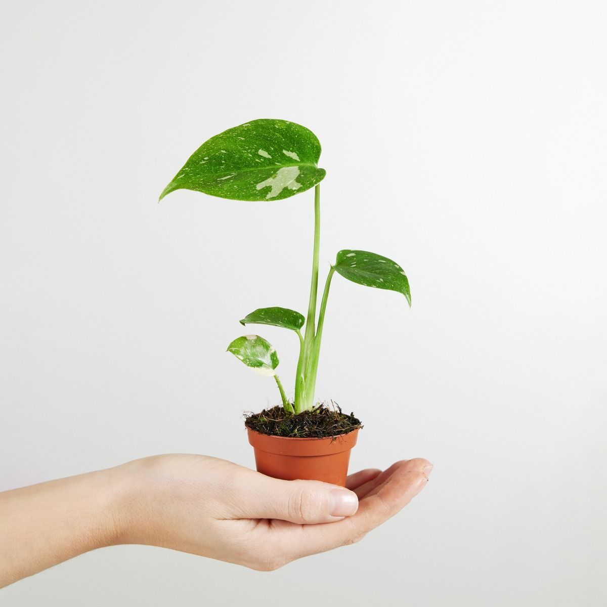 Baby Monstera Pianta del pane americana Thai Constellation (B-grade)
