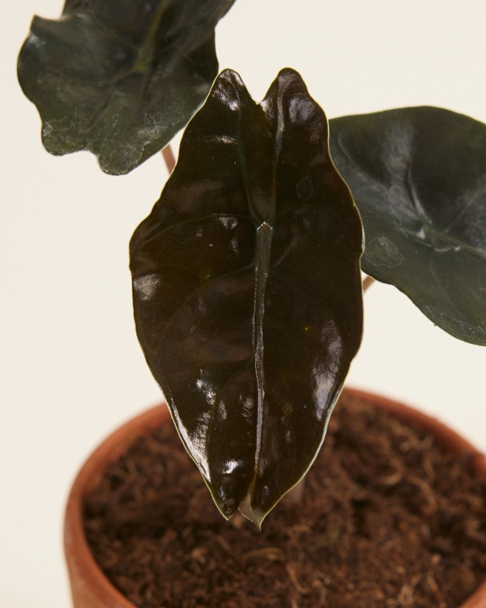 Baby Alocasia Orecchie di Elefante Chantrieri